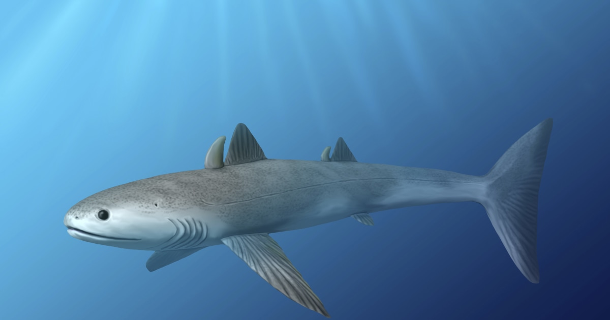 800年前のサメの背骨の化石 800年前のサメの背骨の化石 サメの脊椎の化石 Fossil Shark