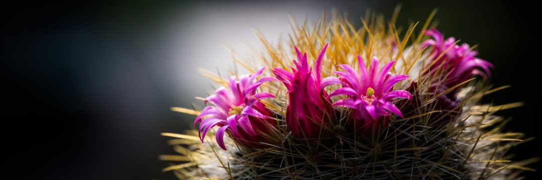 チューリップ・財津和夫の『サボテンの花』誕生秘話を語りつくす