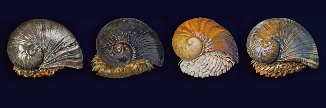 磁石にくっつく貝？ 深海研究の鍵を握る「奇妙な生物」が絶滅危機