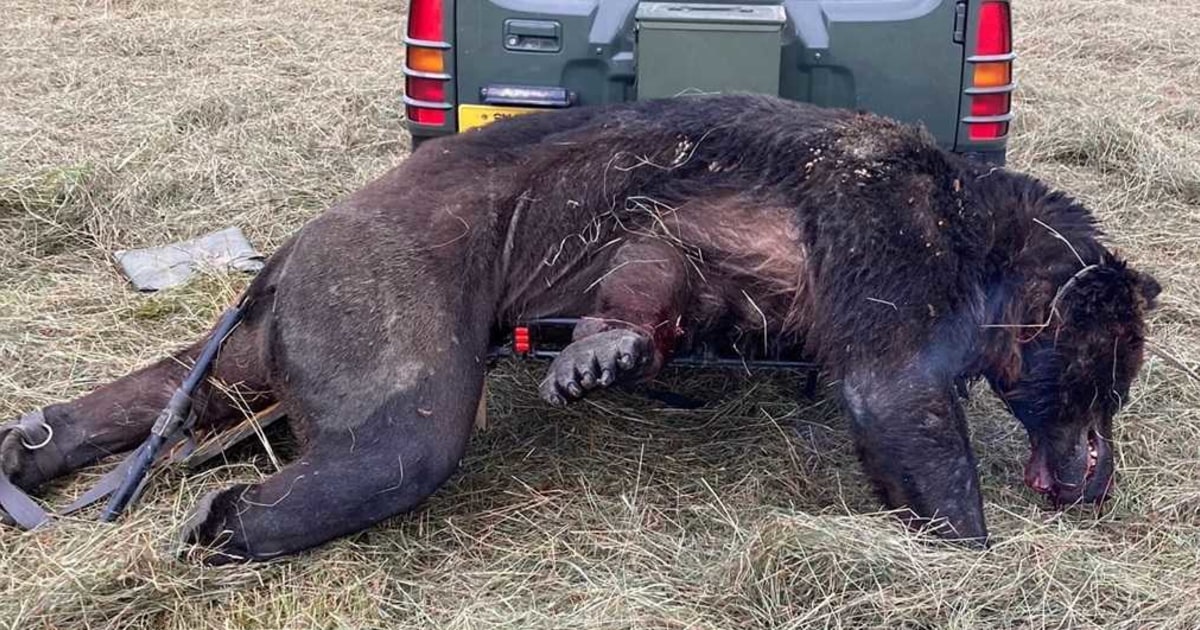 ヒグマ　熊の頭 CDB3TV27HNLHLBN5LMY2CVAQ5Y.jpg