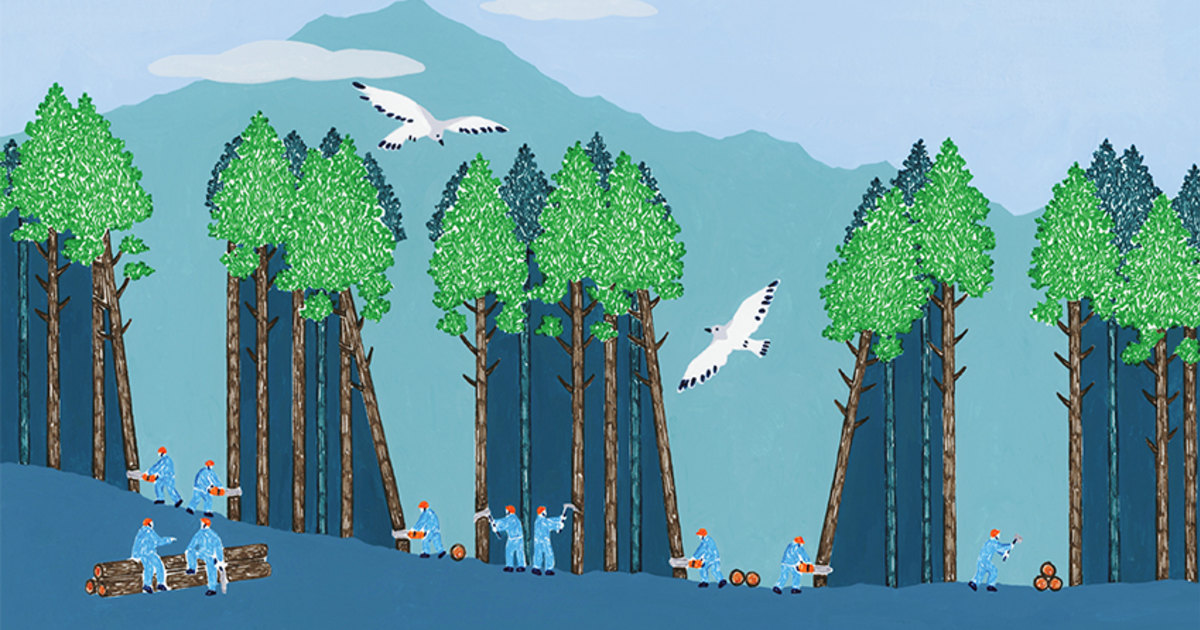 日本の山にスギとヒノキが多いのはなぜ？森林大国・日本で今起こって