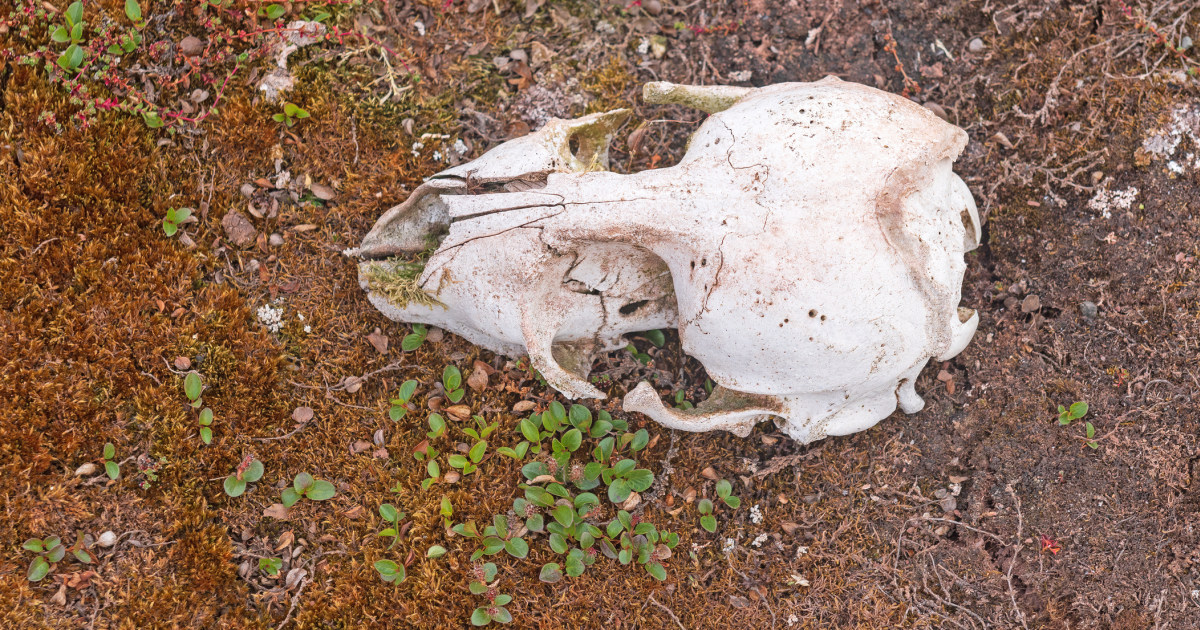 その骨が怪物ヒグマ「OSO18」のものだと、どう証明するのか…元は