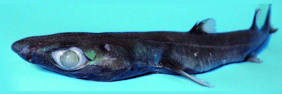 サメ　宿儺　フーガ　Jizhifan Studio　発光可 ネイチャーテクニカラー 400 サメ”が3月10日よりカプセルトイで発売