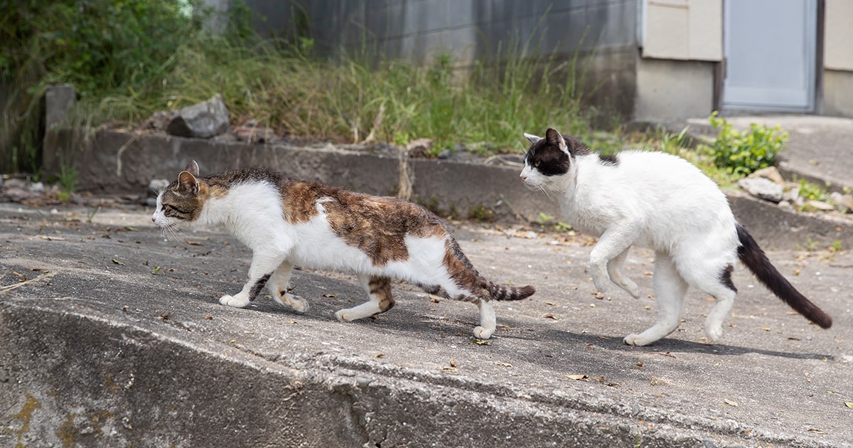 まるで忍者？猫写真家が見た「悪巧みしてそうな猫＆何も気付いてない猫