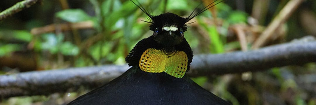 お立ち台のように木に集まってダンスを披露！ 極楽鳥の秘密（嶋田 忠