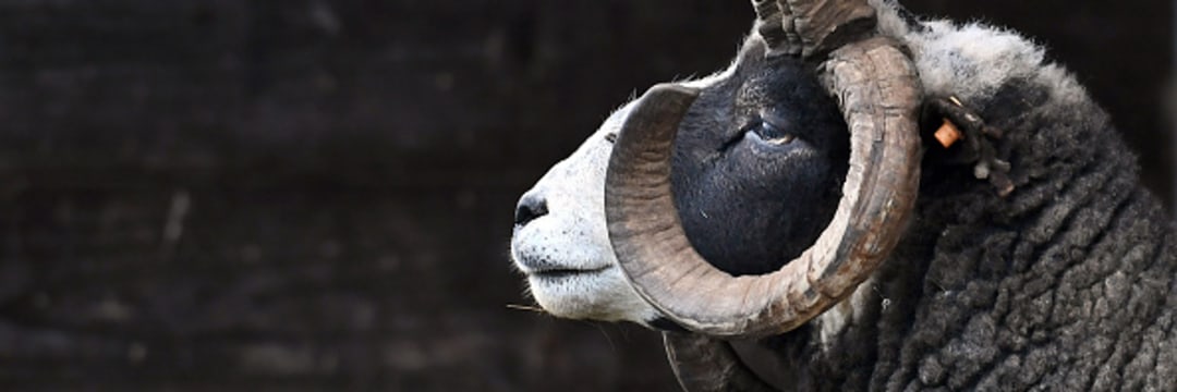 超ド迫力…！「凄いツノ」をもった動物たちが異世界すぎる…（現代