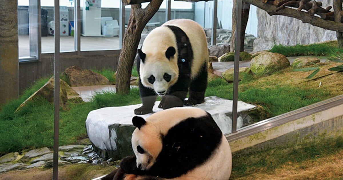 本物のパンダとの触れ合い 究極の贈り物 愛する人への深い思いやり_1 パンダがつなぐ、いのちと絆～未来の神戸にパンダを