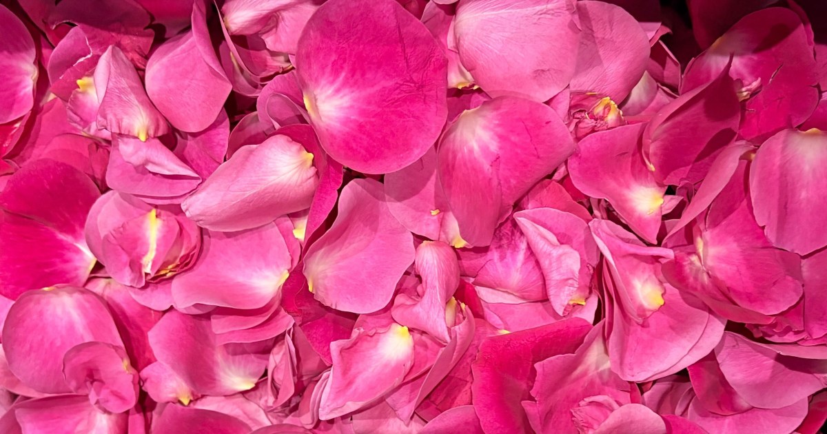 Snow Man宮舘涼太の圧巻撮影！花吹雪の中の魅力とは？