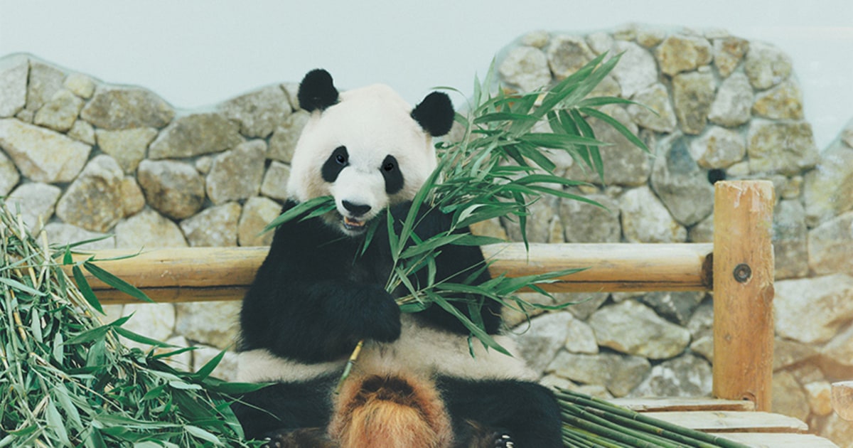 よく食べ、よく眠る姿は満たされている証。パンダの“しあわせ”から