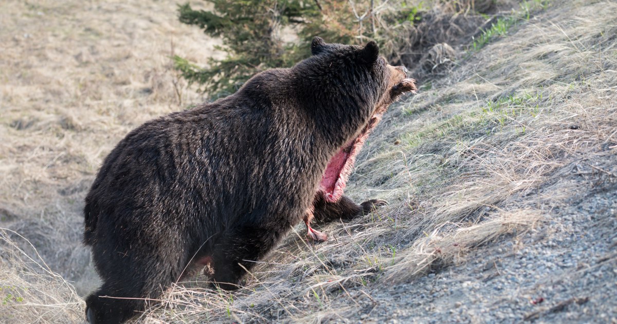 北海道産　熊　乾燥ヒグマの牙 北海道 ☆熊の牙☆ ヒグマ ひぐま