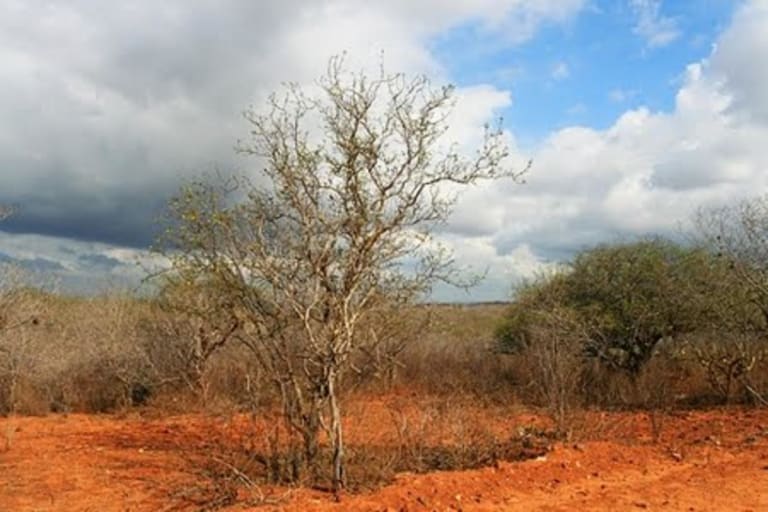 Lei 15.508/26 revoga Floresta Nacional de Cristópolis na Bahia