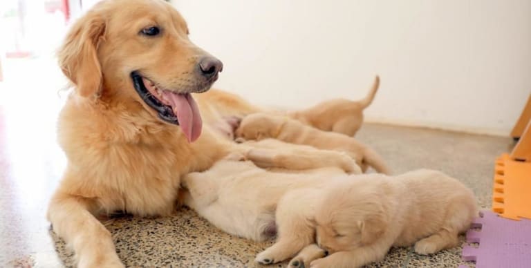 Plataforma SinPatinhas registra quase 49 mil cães e gatos no Distrito Federal