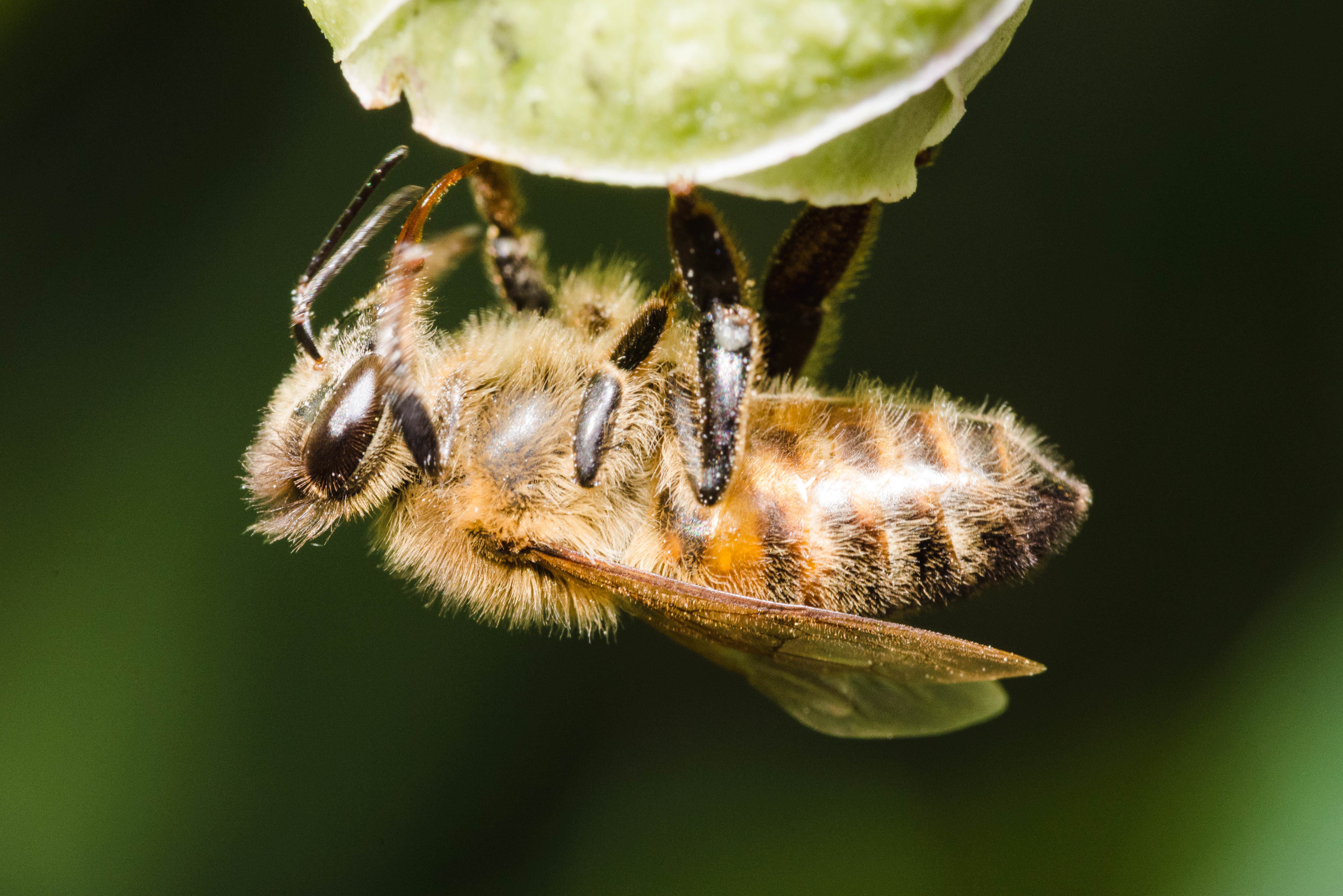 Bee Macro