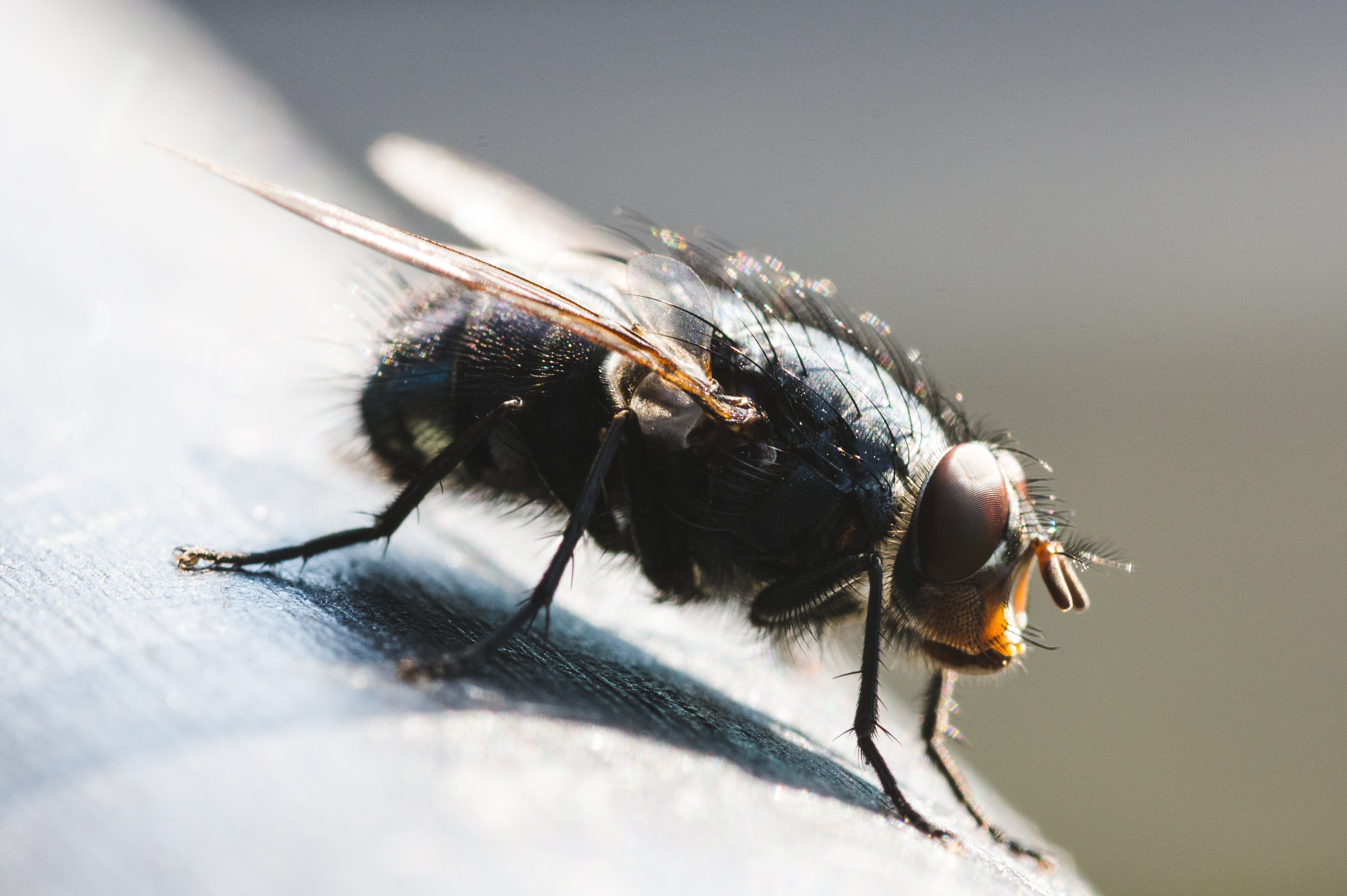 Fly Macro