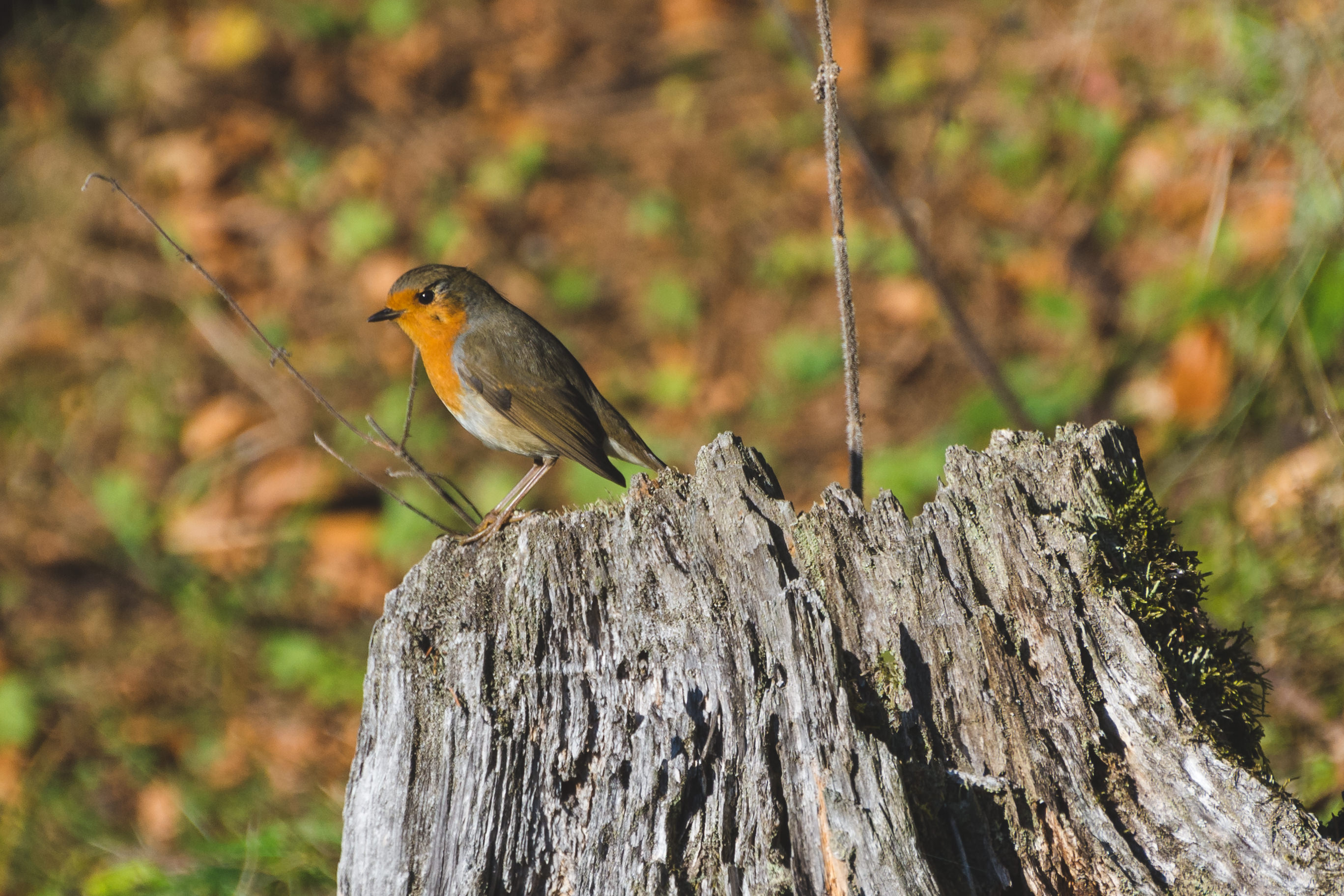 Robin