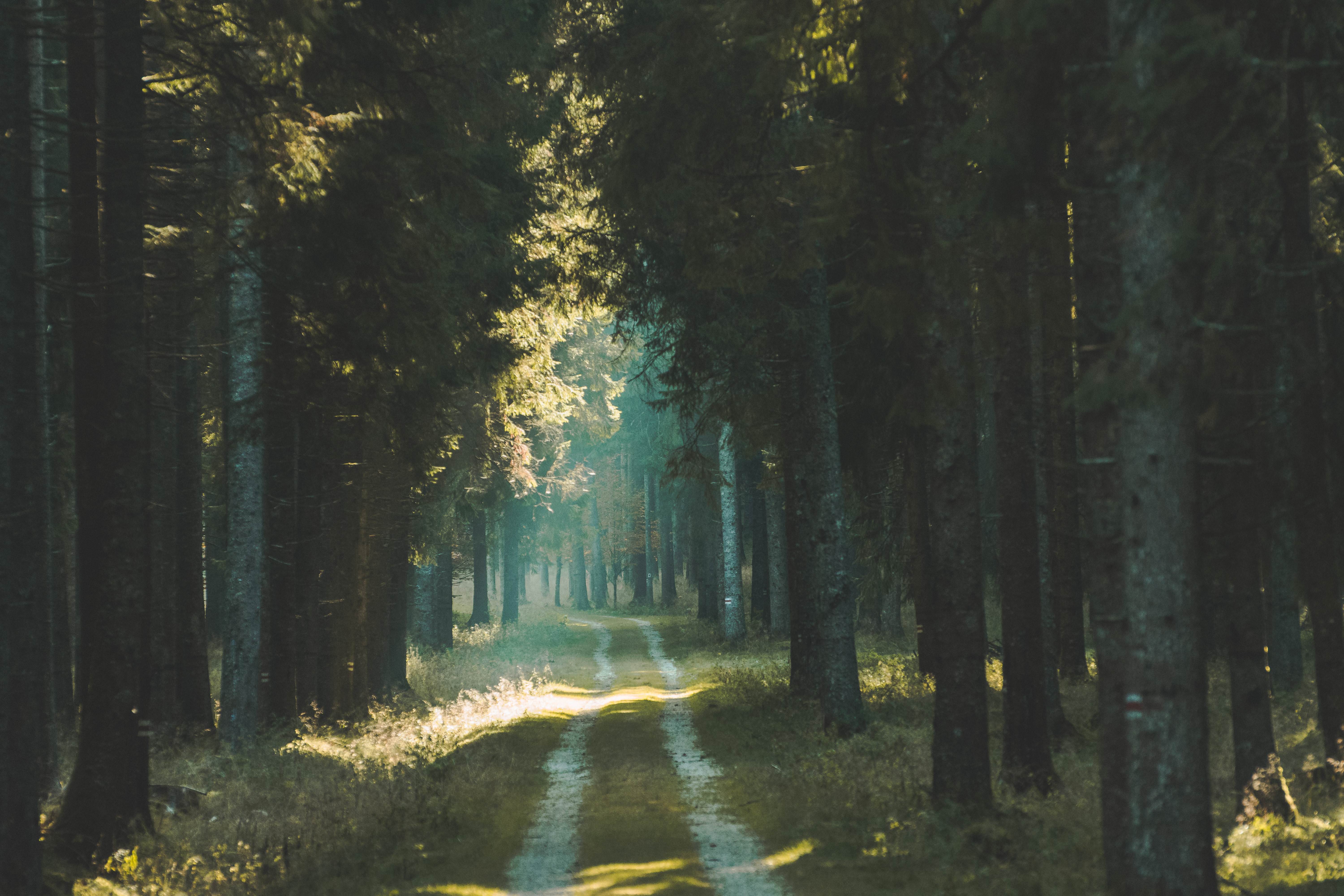 Forest