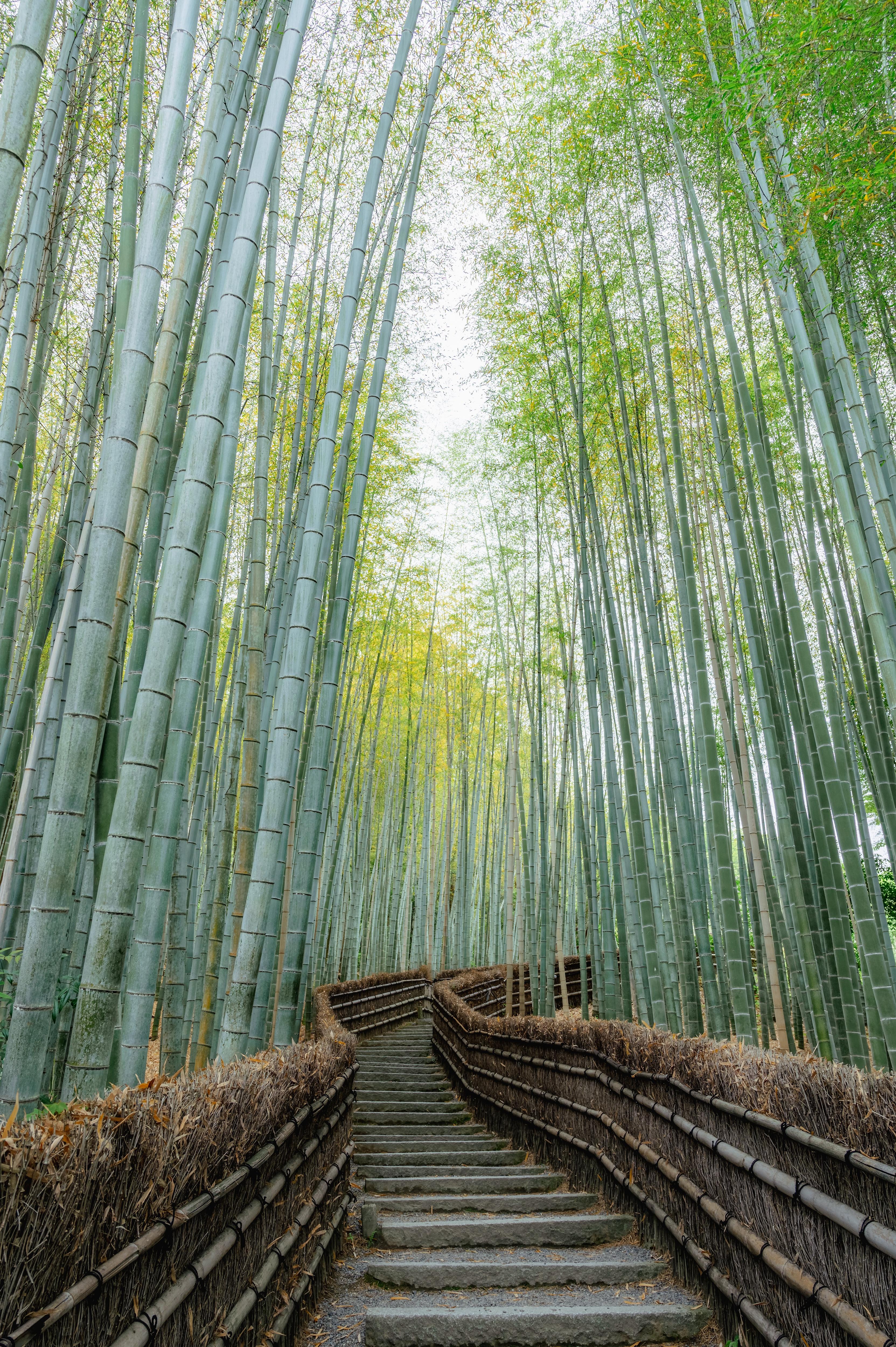 Arashiyama Bamboo Forest