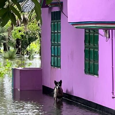 Emergency Flood Response, photo 17
