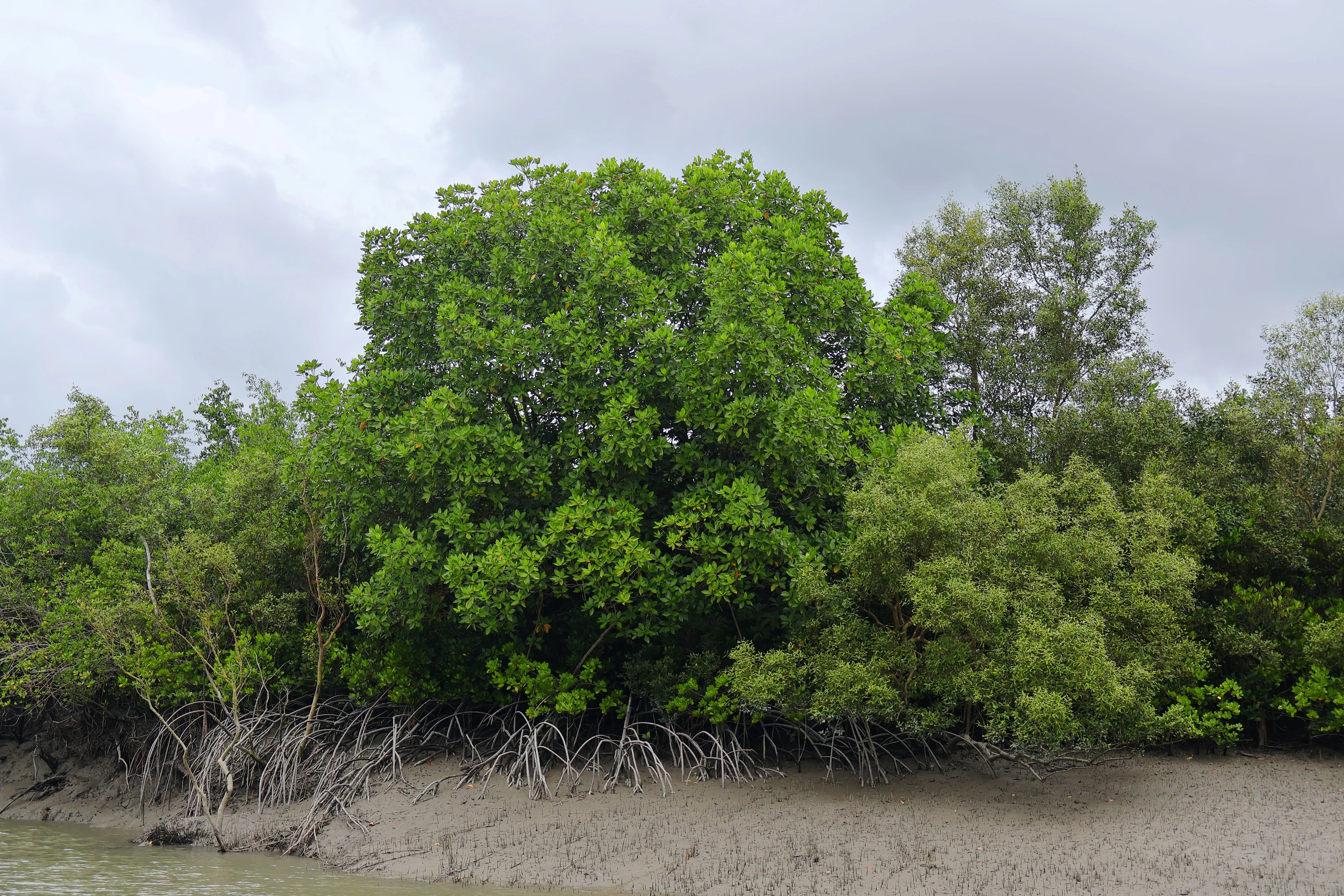 Sundarbans mangrove vegetation showing exposed stilt roots and vertical pneumatophores