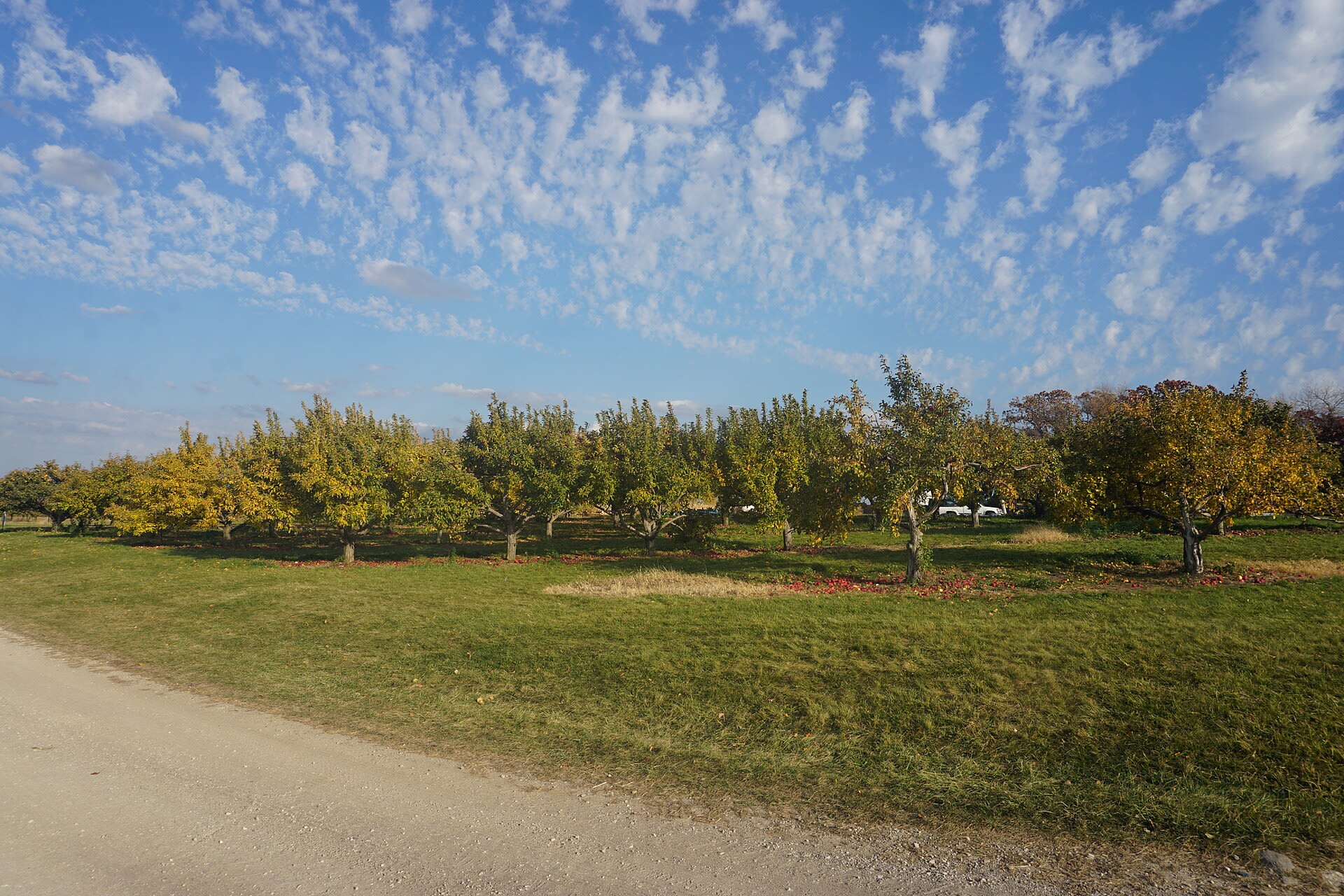 Rows of apple trees heavy with fruit in a Wisconsin apple orchard