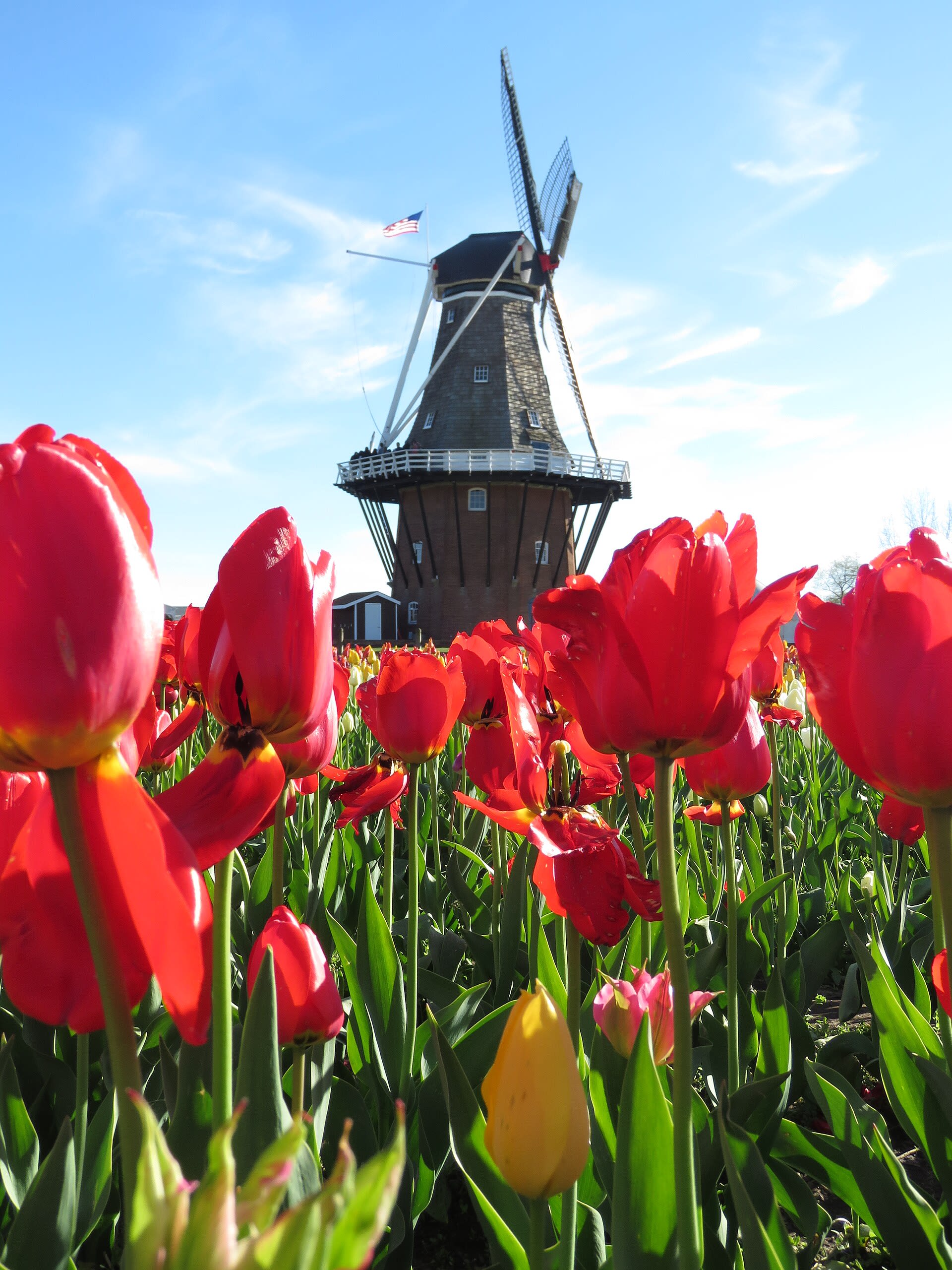 De Zwaan windmill, the authentic 1761 Dutch windmill at Windmill Island Gardens in Holland, Michigan