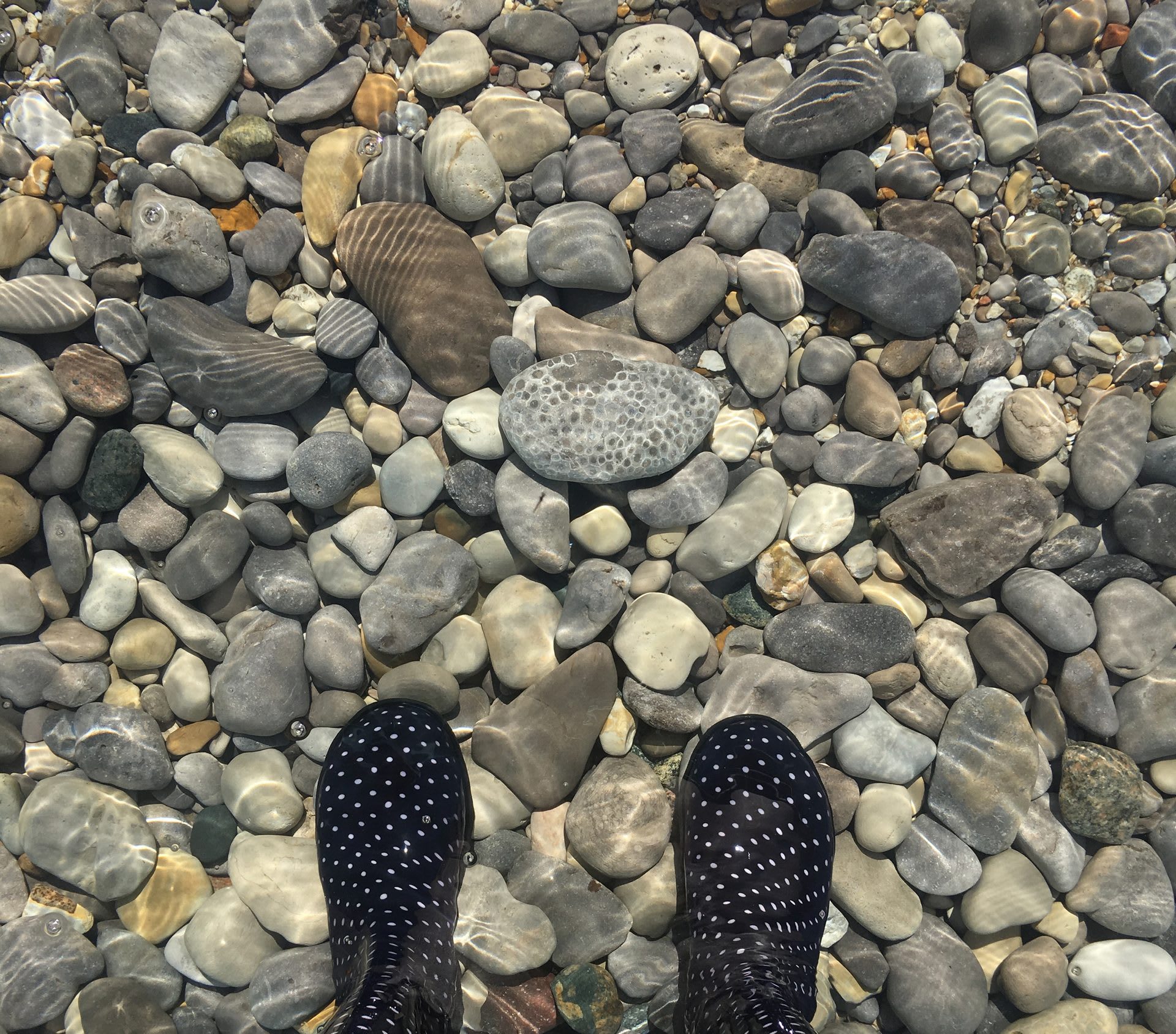 A Petoskey stone spotted among stones scattered along a northern Michigan shoreline