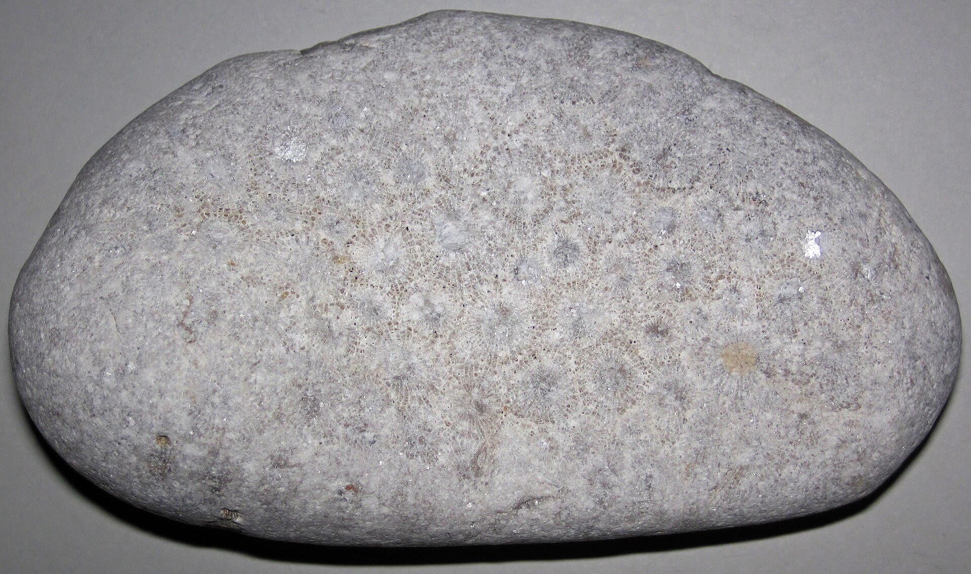 Polished Petoskey stone showing the hexagonal fossil coral pattern