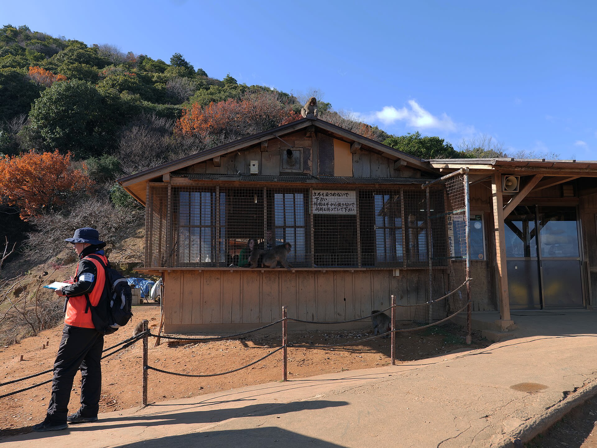 Wild Japanese macaques at Iwatayama Monkey Park