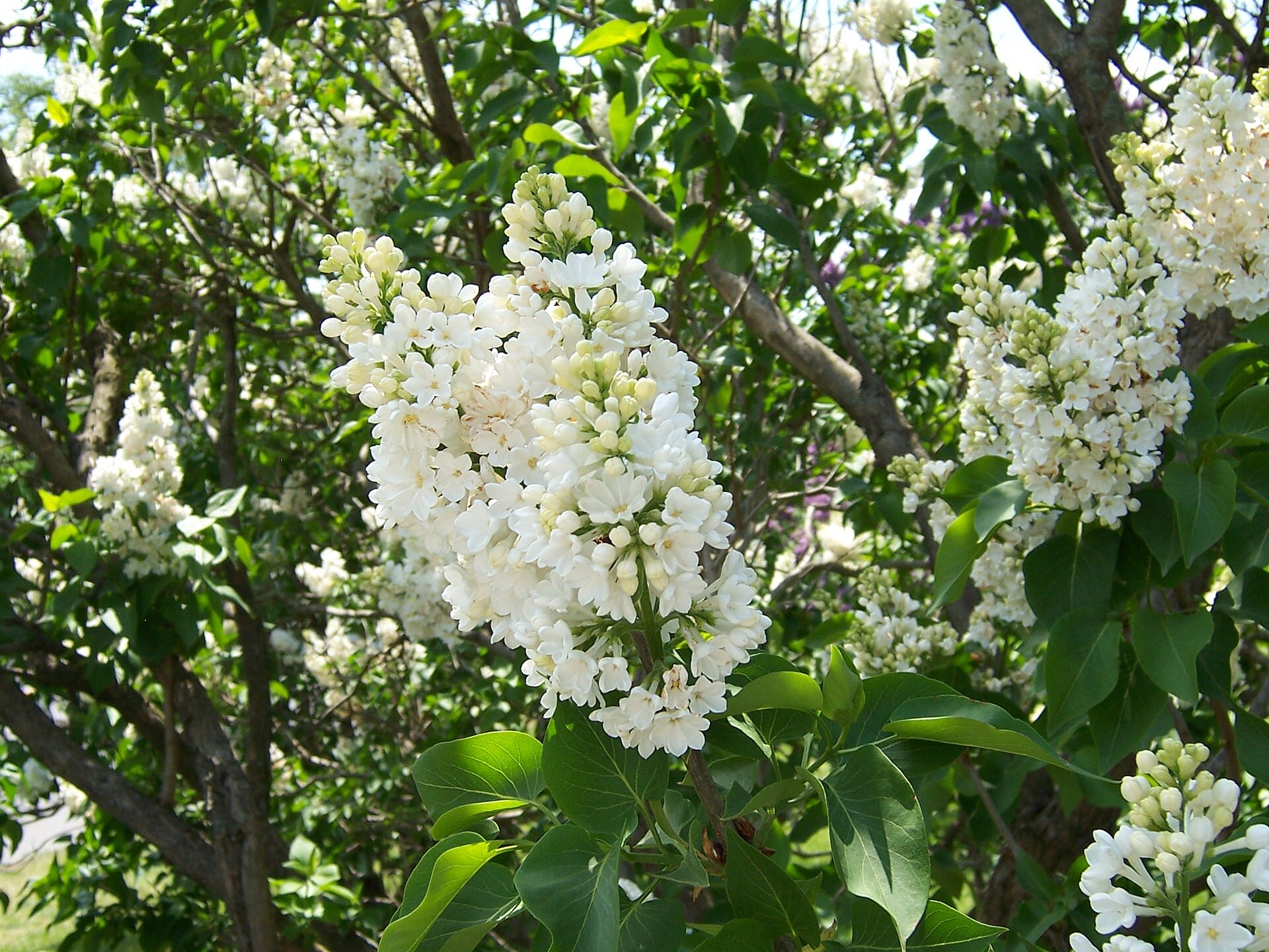Purple lilac blossoms in full bloom