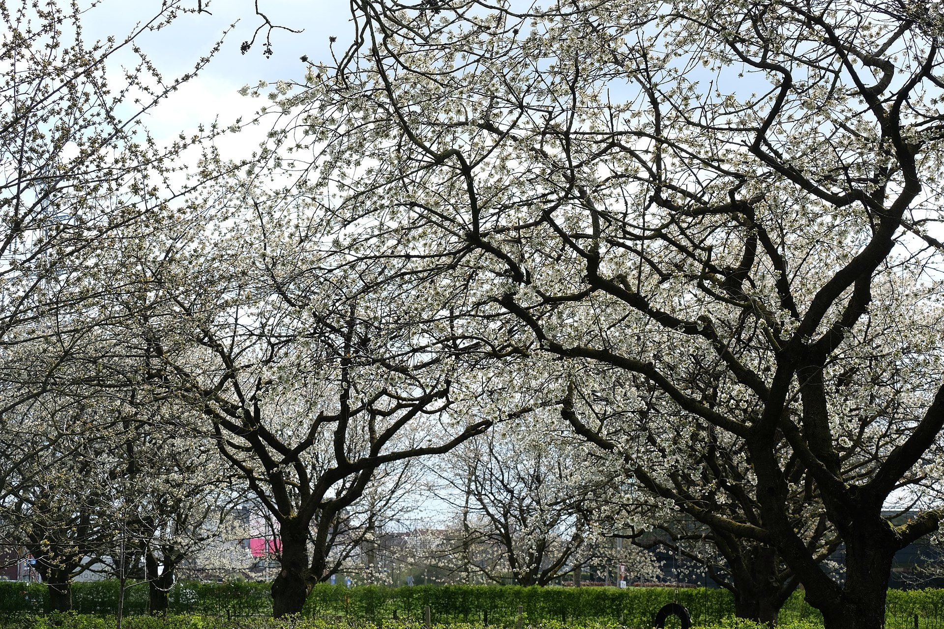 Cherry orchard trees in full spring bloom
