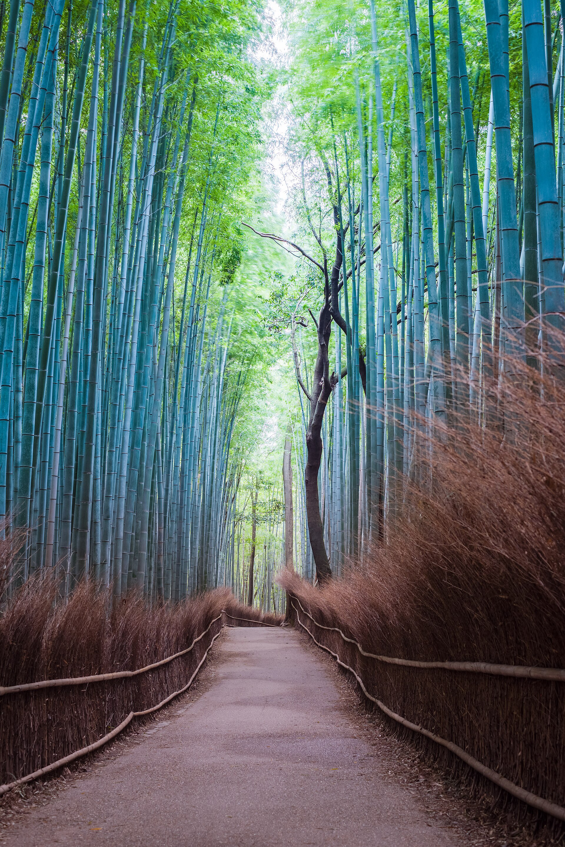 Paths running through the Arashiyama Bamboo Grove