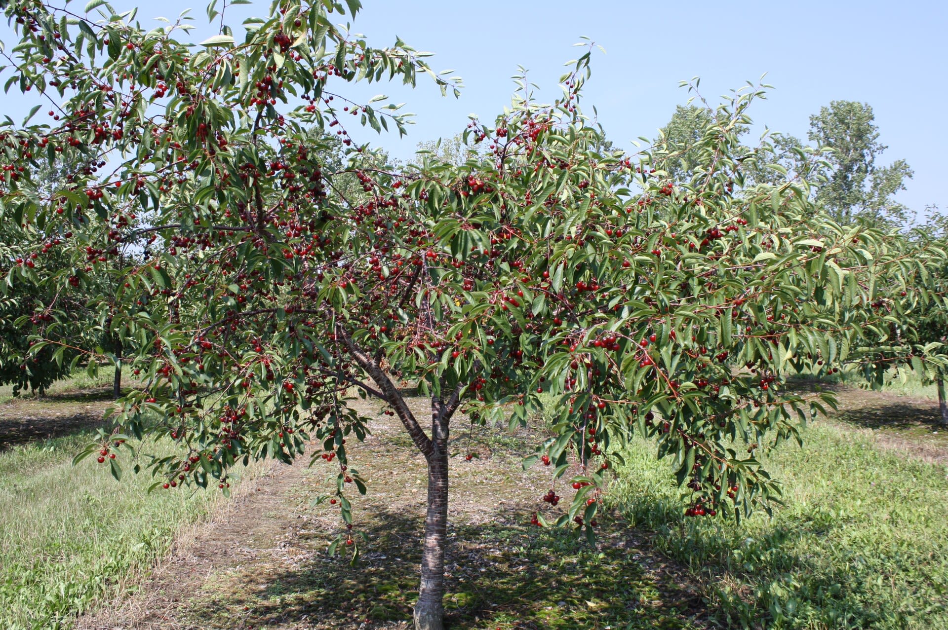 Cherry trees growing in a Door County orchard