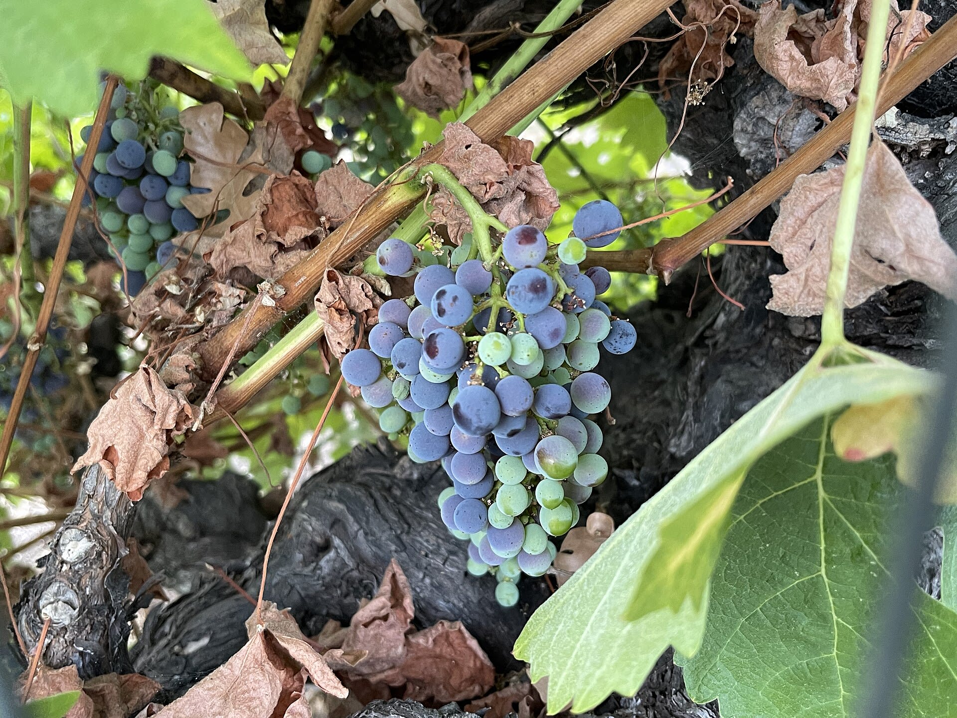 Ripe Zinfandel grapes on the vine