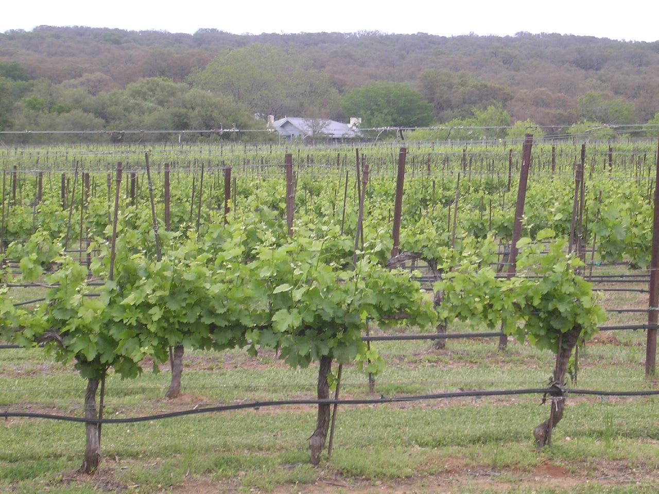 Vineyard in the Texas Hill Country