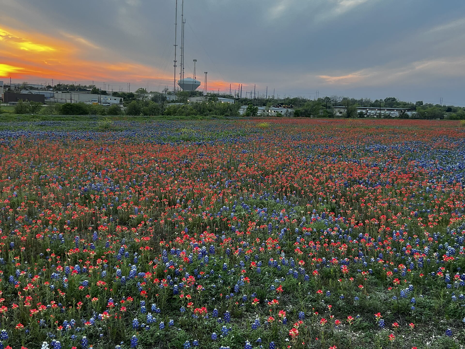 Field of bluebonnets and Indian paintbrush