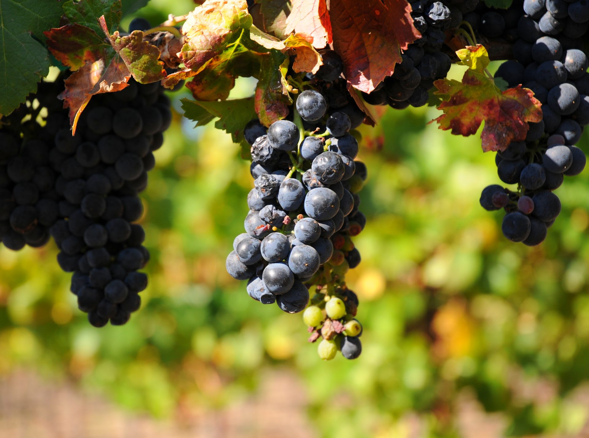 Healdsburg