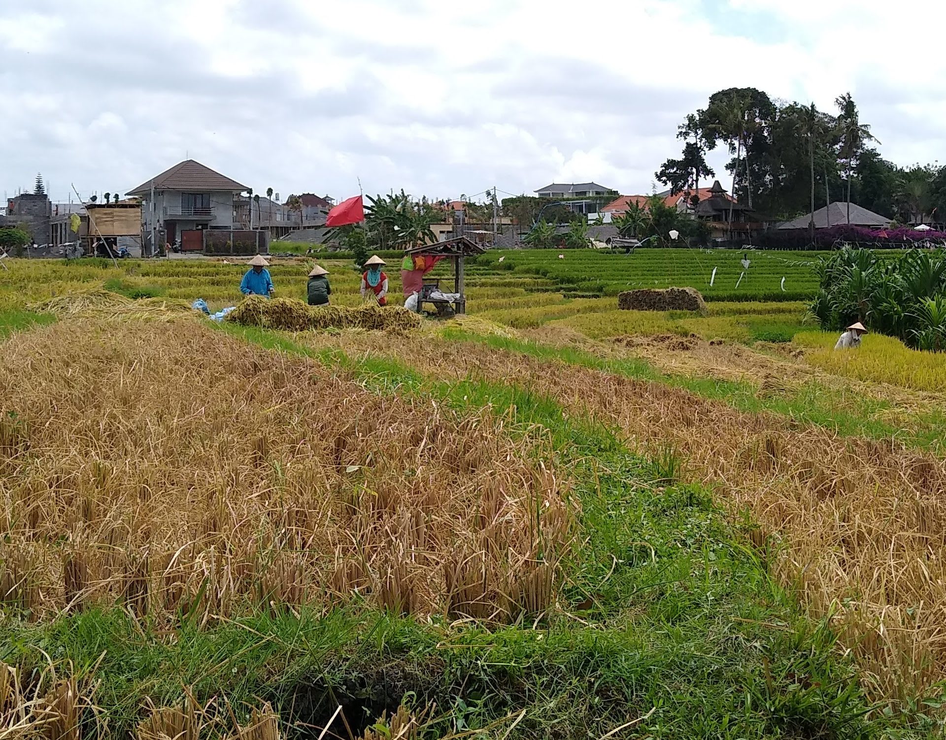 Farmers harvesting rice in a paddy field in Canggu