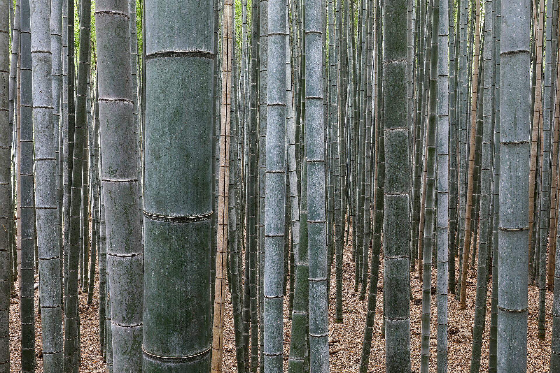 The Arashiyama bamboo grove