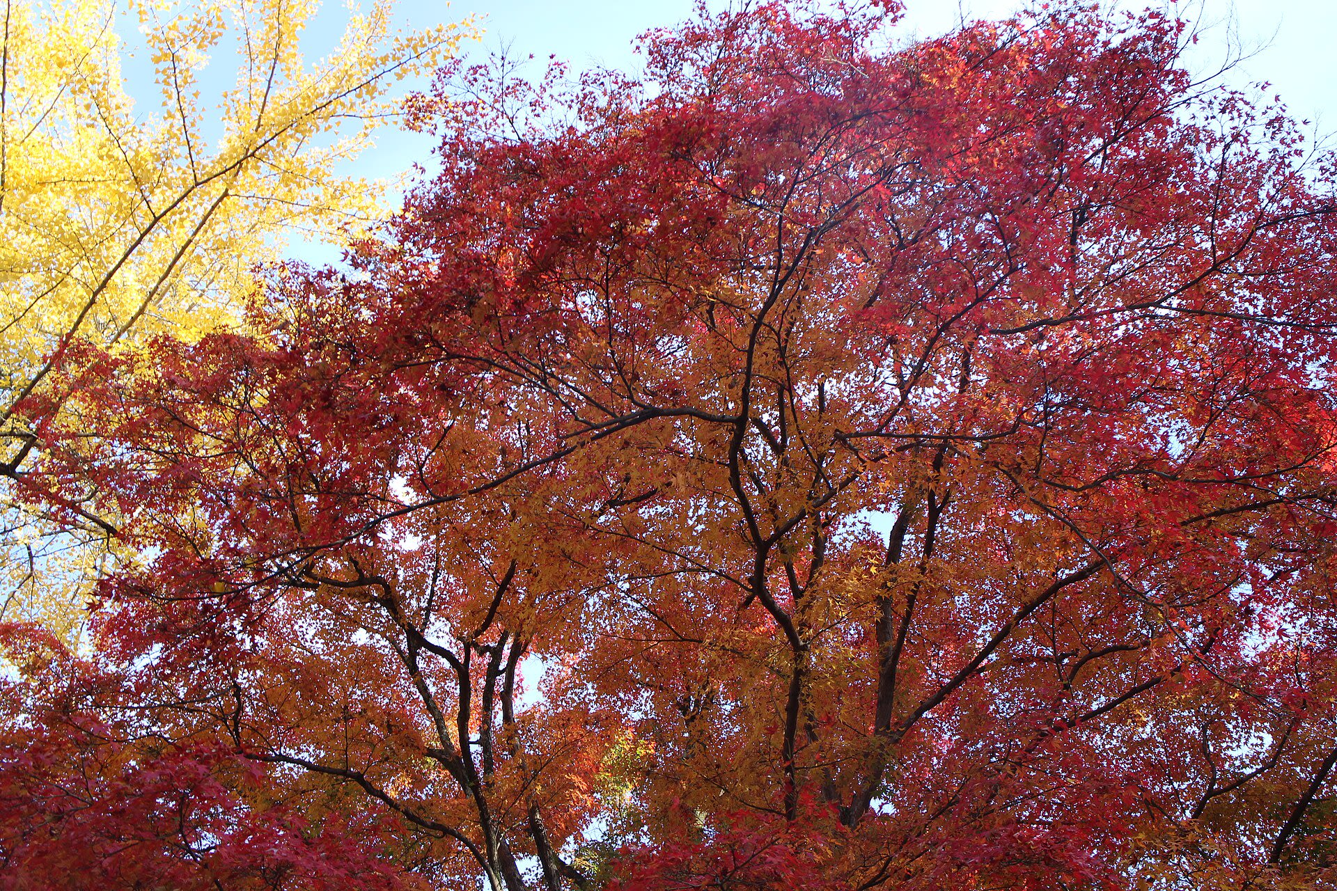 Planning a Kyoto Trip: Best Time to Visit, How Many Days & Getting Around