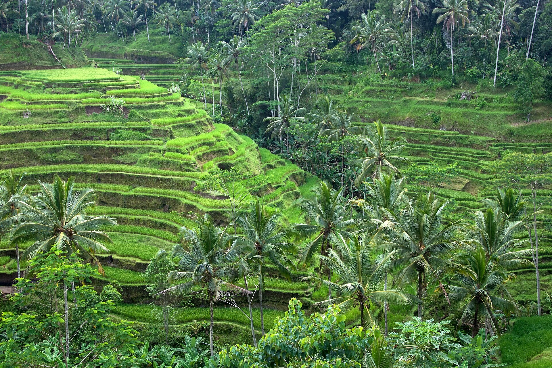 Green rice terraces surrounding Ubud, Bali