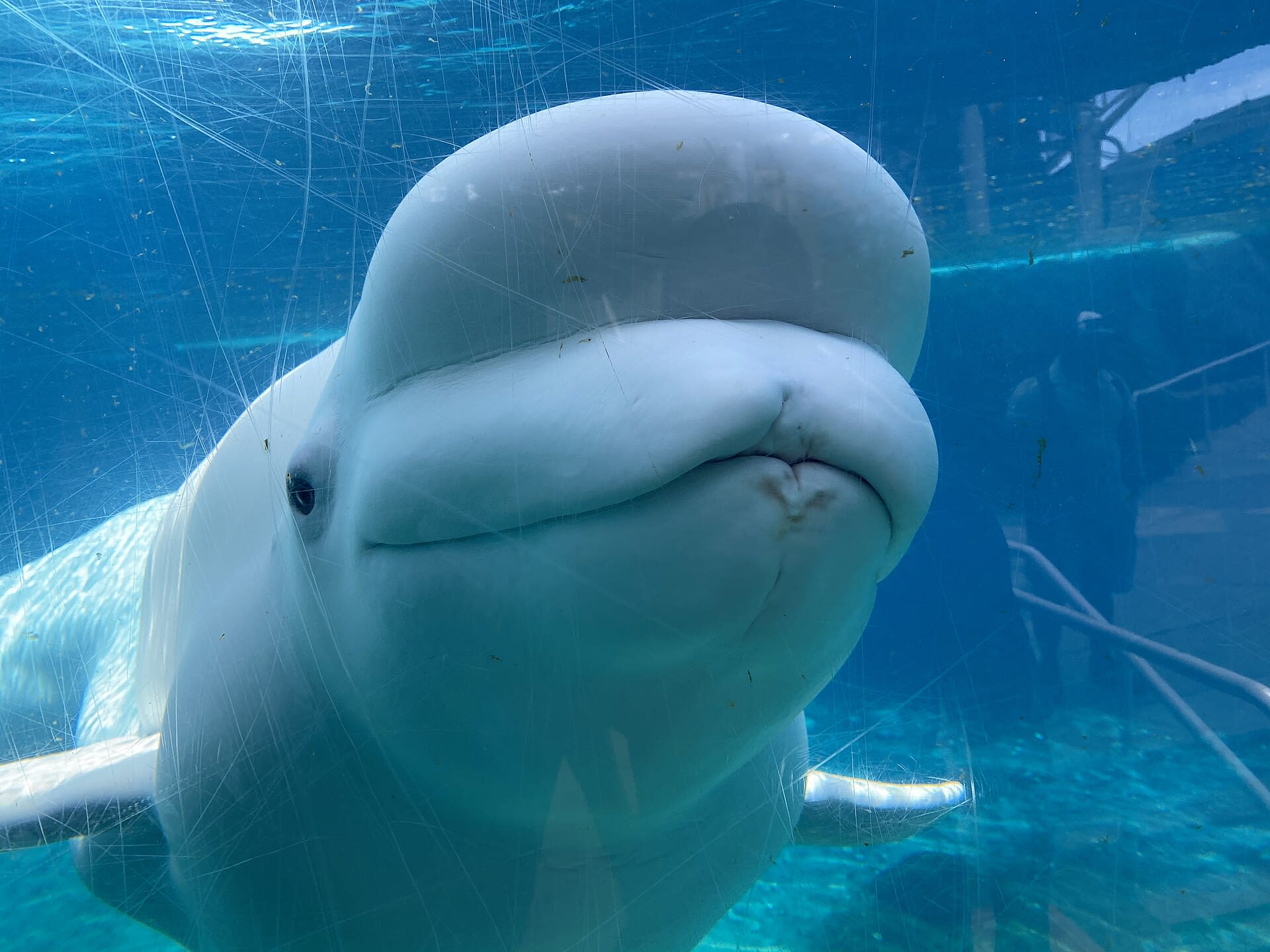 Beluga whale swimming in its habitat at Mystic Aquarium in Connecticut