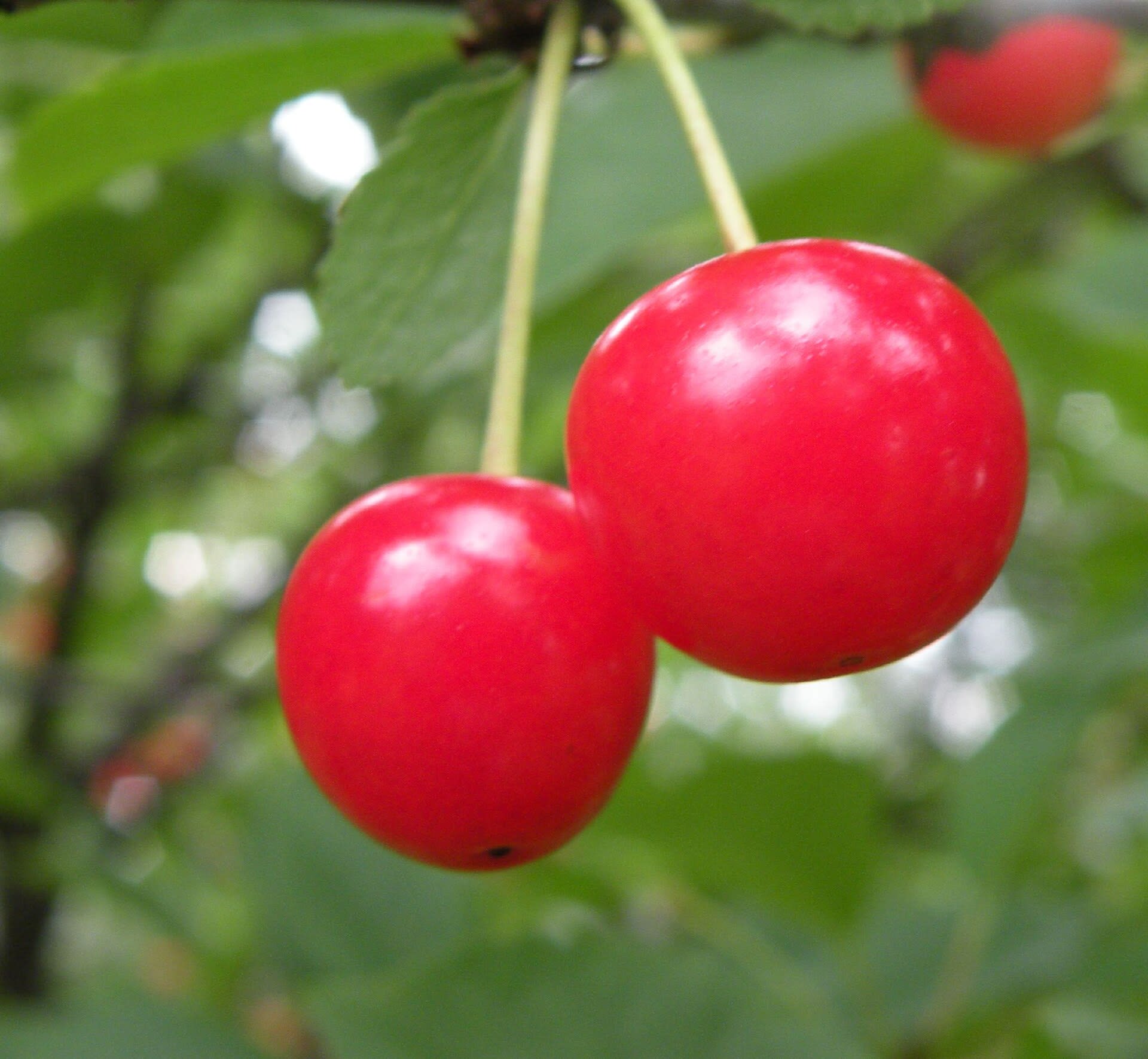 Close-up of tart Montmorency cherries