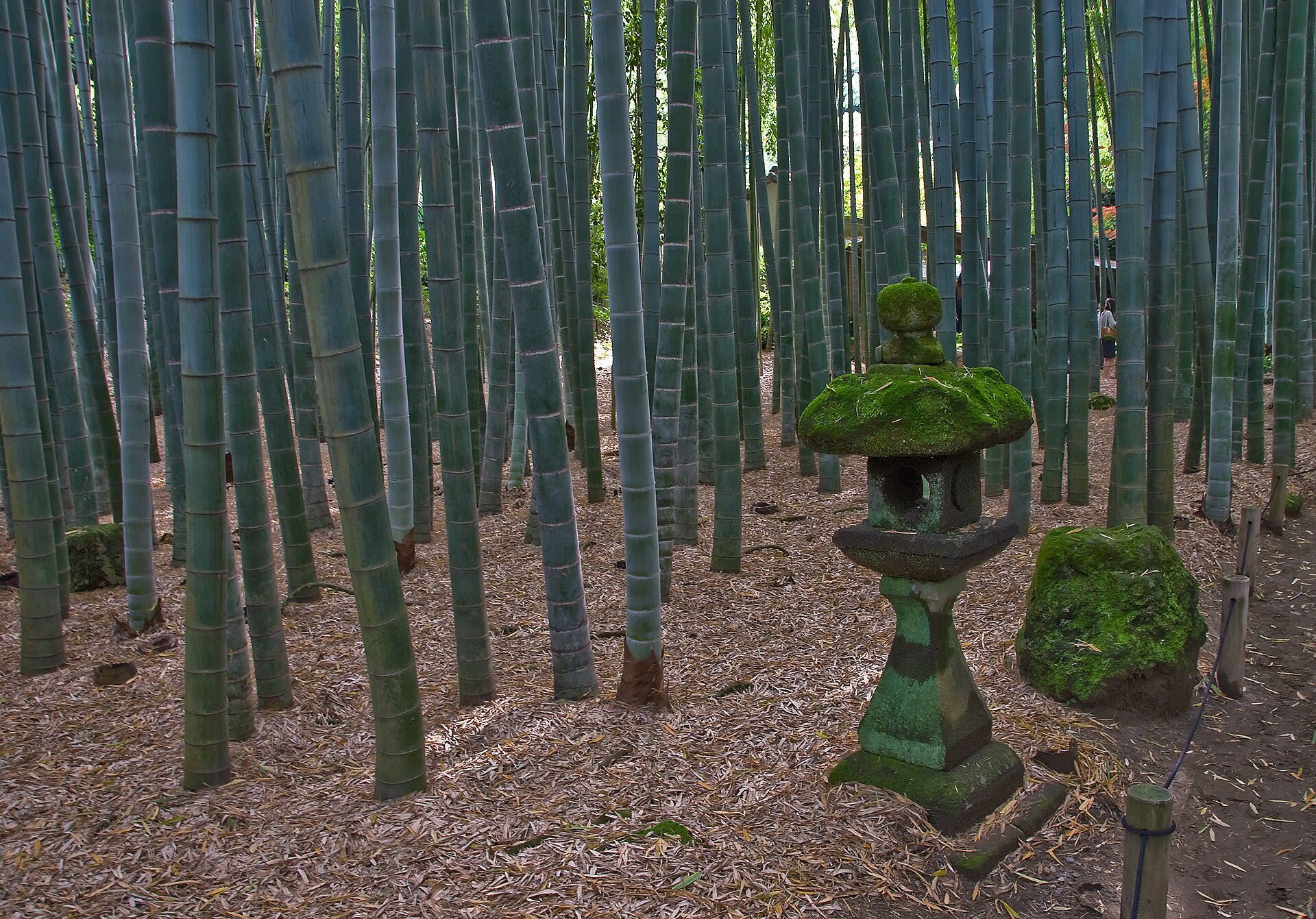 Hokoku-ji: Kamakura's Bamboo Temple