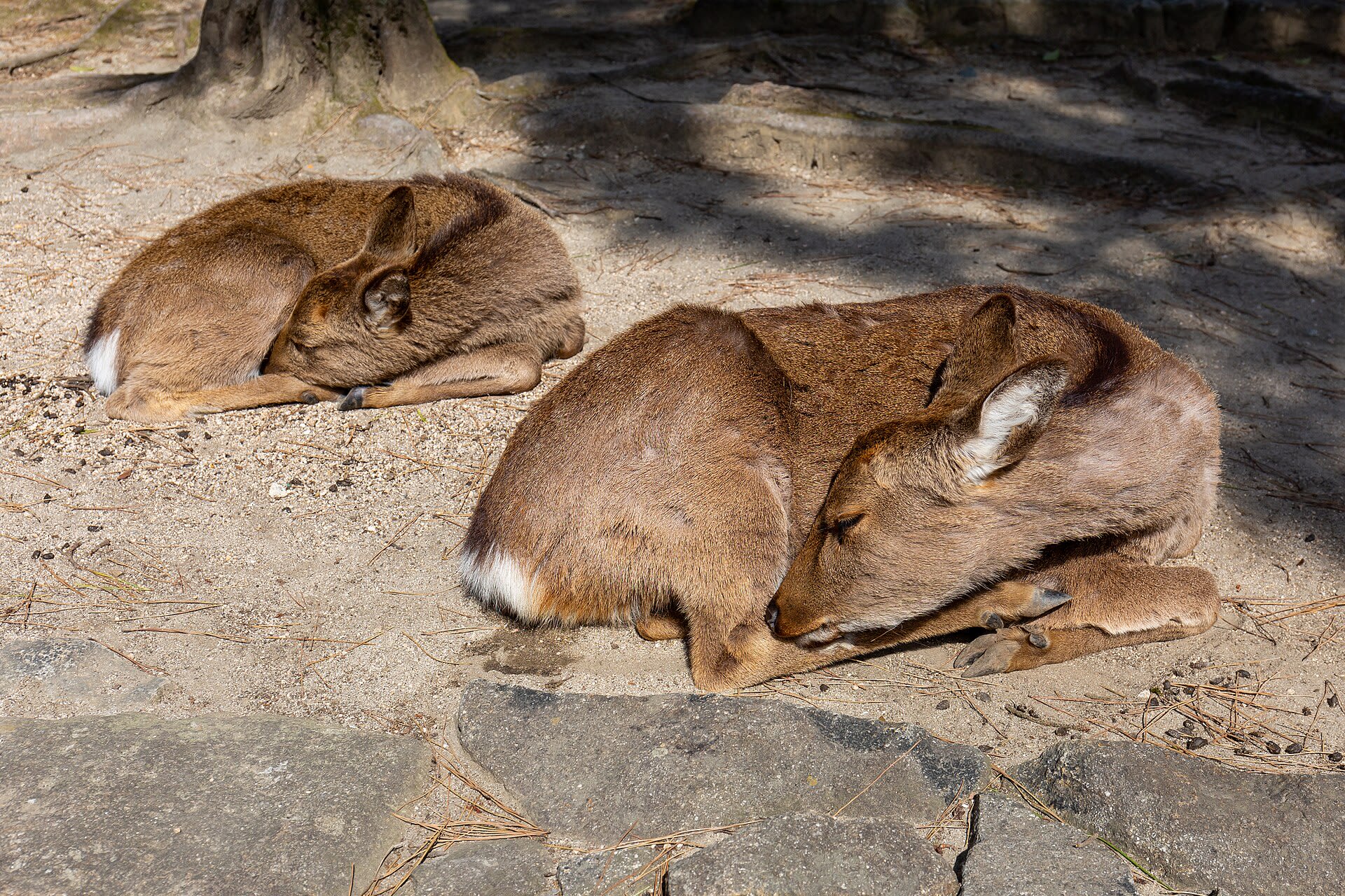 A sika deer roaming the streets of Miyajima