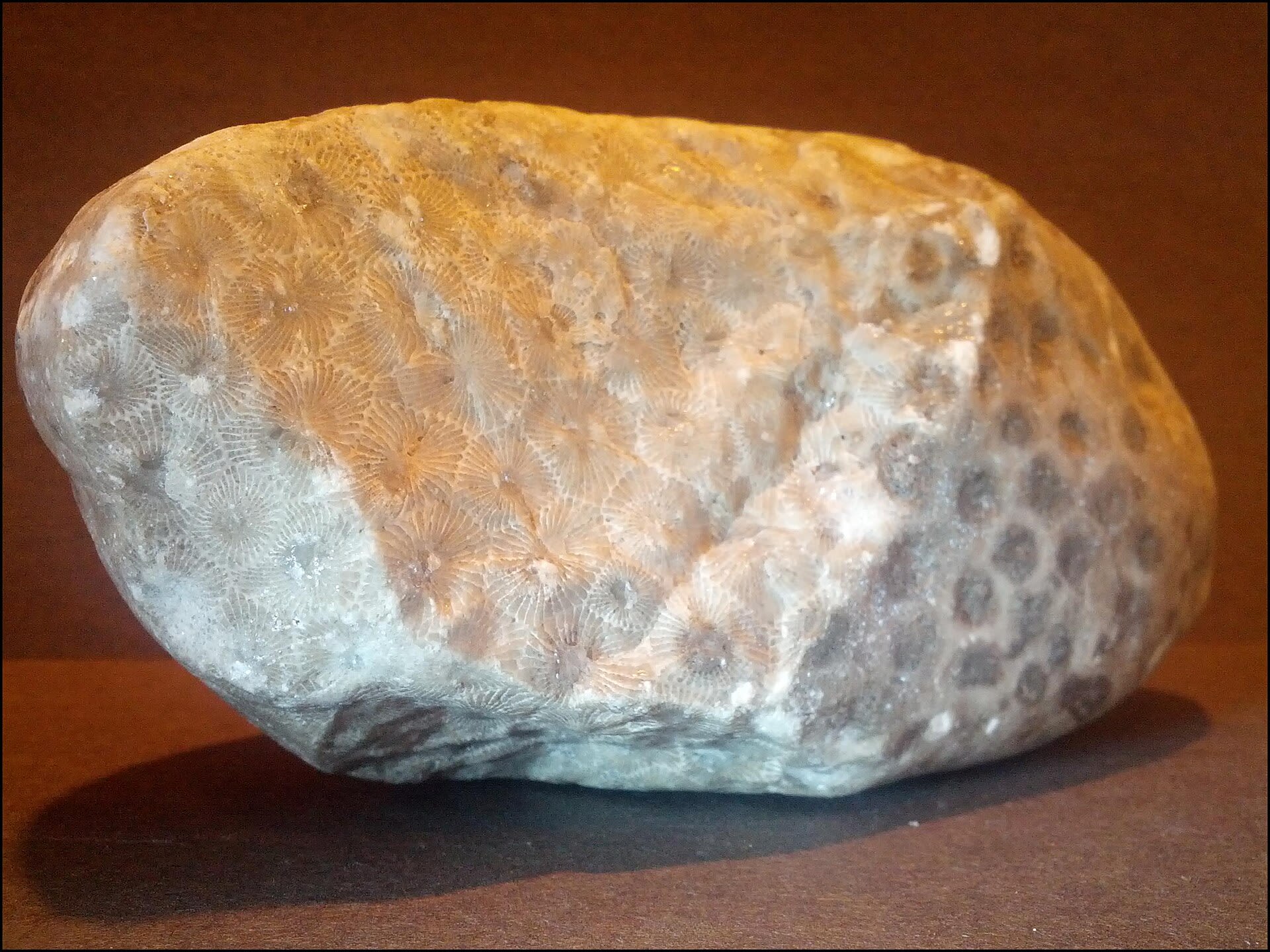 Petoskey Stones: What They Are and Where the Name Comes From