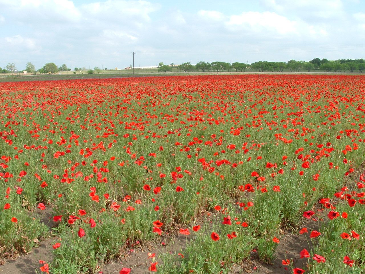 Wildflower poppy field at Wildseed Farms near Fredericksburg