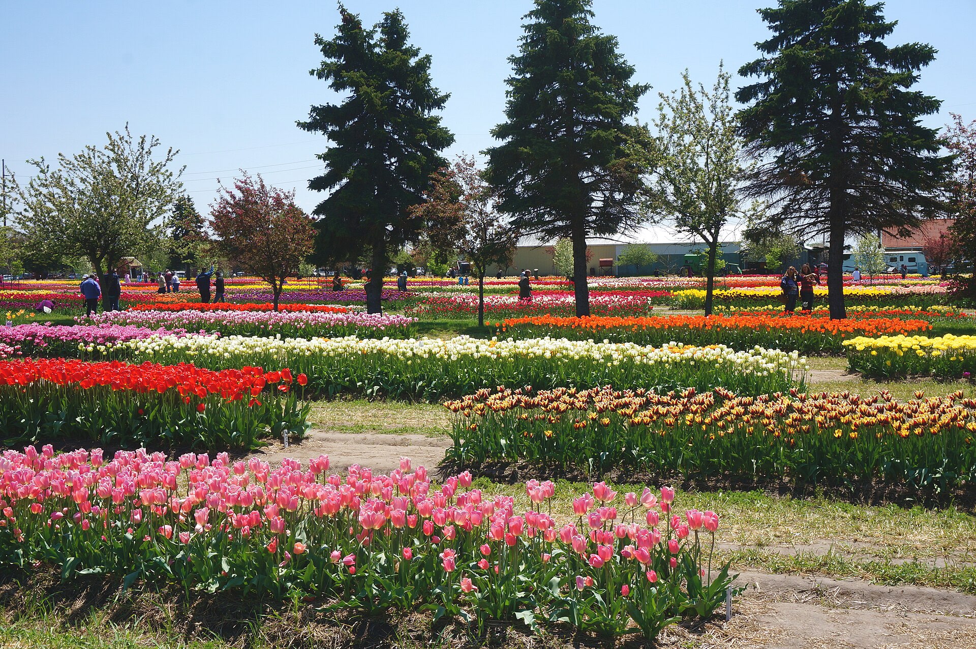 Rows of tulips in bloom at Veldheer Tulip Gardens, home of the De Klomp factory in Holland, Michigan
