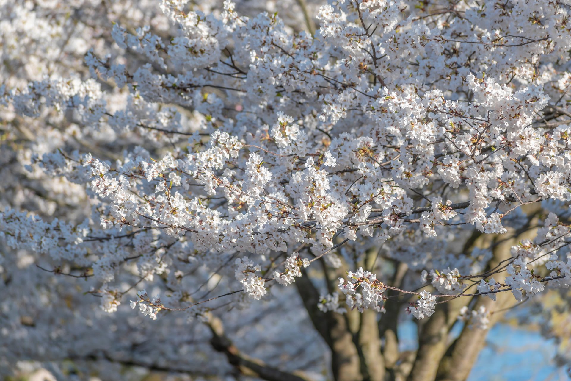 Cherry blossoms in High Park, Toronto