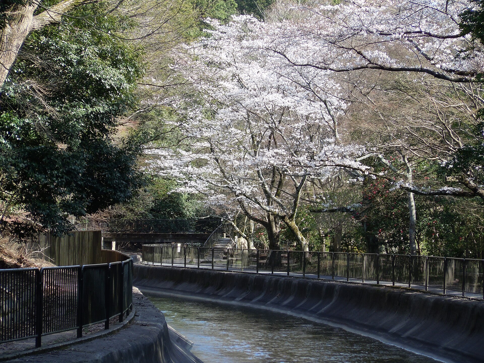 Cherry blossoms lining the Yamashina section of the Lake Biwa Canal