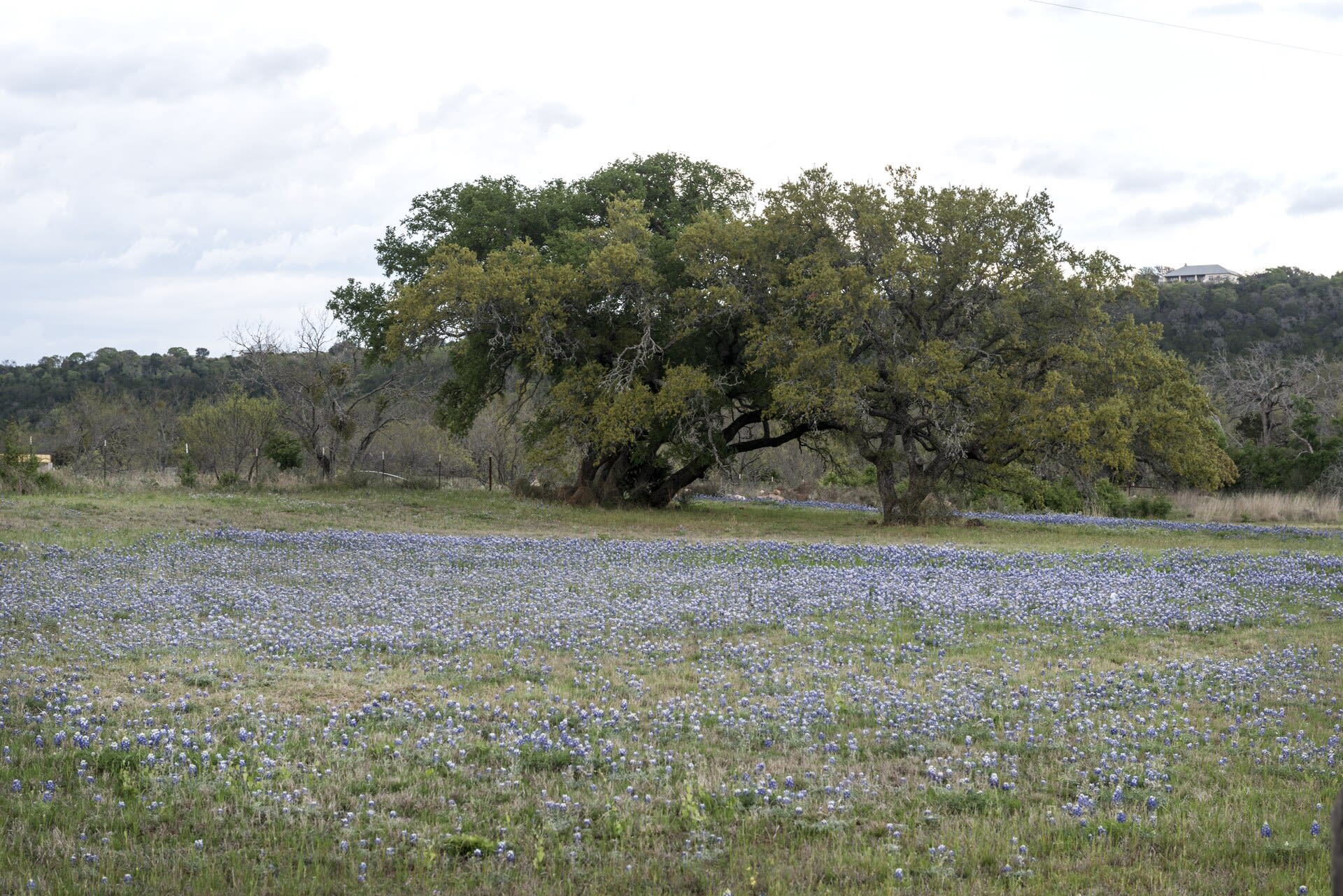 Best Time to Visit Fredericksburg, TX